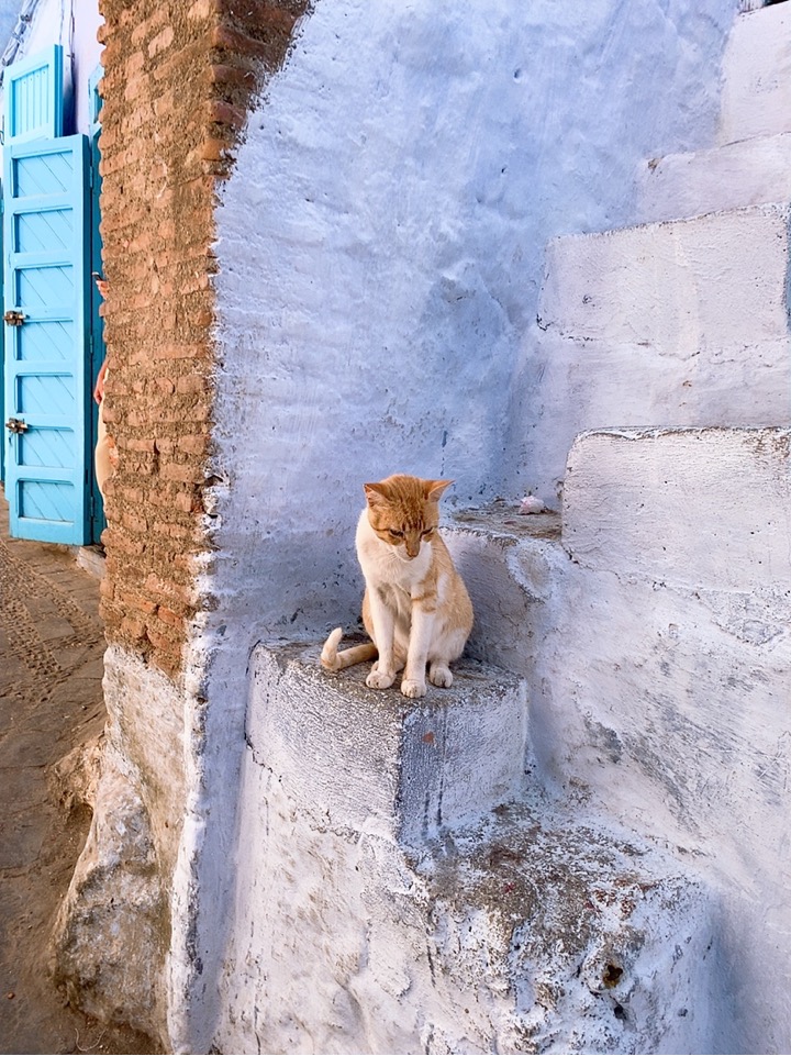 モロッコ シャウエン 青い街 観光 猫